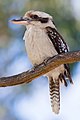 Image 13 Laughing Kookaburra Photo credit: Fir0002 The Laughing Kookaburra (Dacelo novaeguineae) is a carnivorous kookaburra in the Kingfisher family well known for its laughing call. It is about 45 cm (18 in) in length and is found throughout eastern Australia and neighboring islands, and has been introduced to southwestern Australia as well as Kawau Island near New Zealand. Its trademark "laugh" is to establish territory amongst family groups. When one bird starts, often others will join in, including nearby birds from rival tribes, which can fill the bush with their calls. More selected pictures