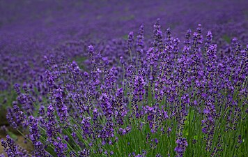 Lavender i Furano