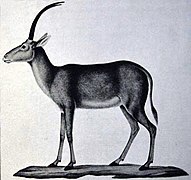 Le Vaillant blue buck.jpg