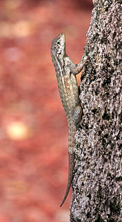 Curly-tailed lizards genus of reptiles