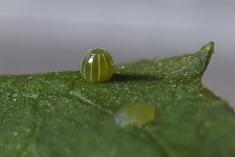 File:Lemon Pansy Egg ,Junonia lemonias Linnaeus, 1758.jpg