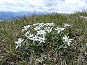 Several edelweiss together with the typical growth form in the Zillertal Alps in South Tyrol.