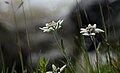 * Nomination Leontopodium ochroleucum, edelweiss in the Altai Mountains, the valley of the river Elangash --Alexandr frolov 05:36, 22 March 2019 (UTC) * Decline Second flower is not in focus and i found it distracting, sorry --Cvmontuy 00:26, 26 March 2019 (UTC)