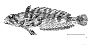 <span class="mw-page-title-main">Grey rockcod</span> Species of fish