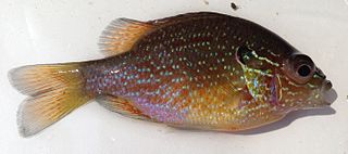 Dollar sunfish Species of fish