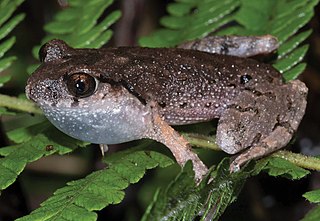 <span class="mw-page-title-main">Bijie leaf litter toad</span> Species of toad native to China