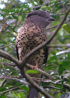 Cuckoo roller species of bird