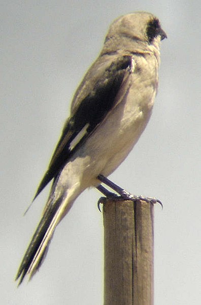 File:Lesser-grey shrike.jpg