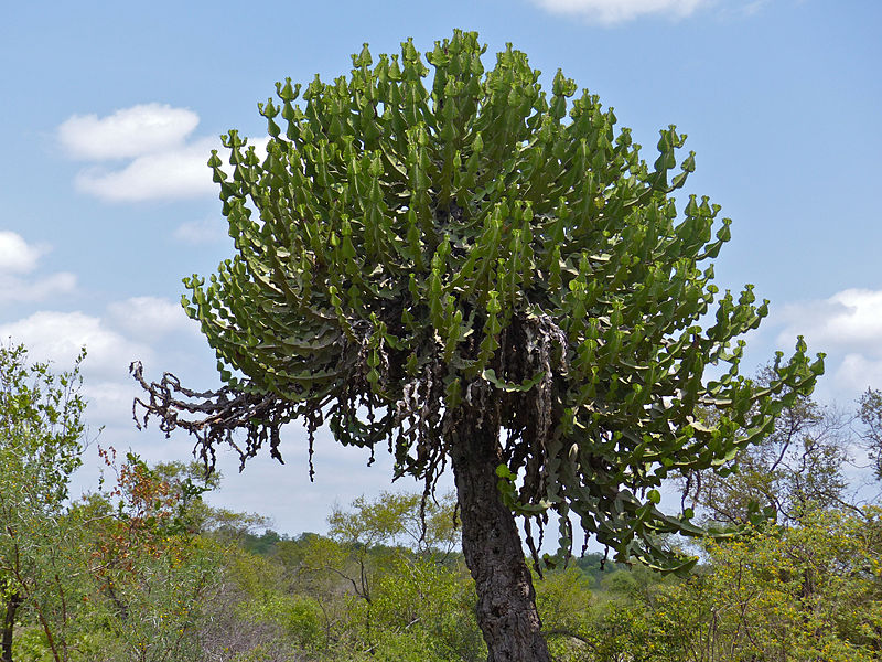 File:Lesser Candelabra-tree (Euphorbia cooperi) (12011228044).jpg