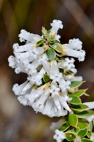 <i>Leucopogon oxycedrus</i> Species of plant