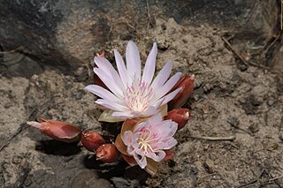 Bitterroot Species of flowering plant