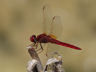 Scarlet dragonfly Species of dragonfly
