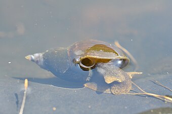 Limnaea sp.