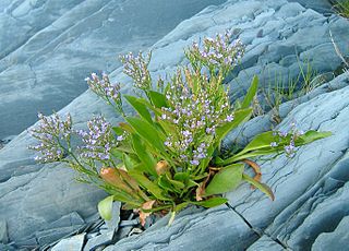 <i>Limonium carolinianum</i> Species of plant in the genus Limonium