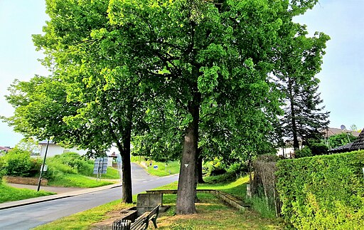 Lindengruppe Wahlhauser Straße, Ecke Eichweg, Bad Sooden-Allendorf im Werra-Meißner-Kreis, Hessen