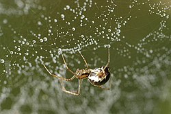 En hun af arten Linyphia hortensis