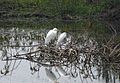 Little and intermediate egrets. Egretta garzetta and Mesophoyx intermedia. - Flickr - gailhampshire.jpg
