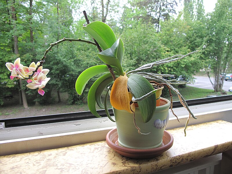 File:Little orchid D1108.jpg