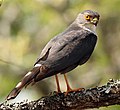 پرنده بالغ در منطقه حفاظت شده Phinda در آفریقای جنوبی