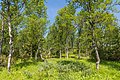 * Nomination Montane Birch forest in Ljungdalen August 2011. --ArildV 19:37, 24 July 2013 (UTC) * Promotion  Support. Do you think you can add location coordinates? --Bob Collowân 10:34, 26 July 2013 (UTC) Done.--ArildV 19:59, 26 July 2013 (UTC)