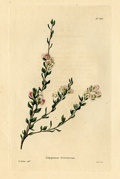 File:Loddiges 489 Polygonum frutescens drawn by W Miller.jpg