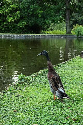 <span class="mw-page-title-main">Long Boi</span> Tall Indian Runner duck