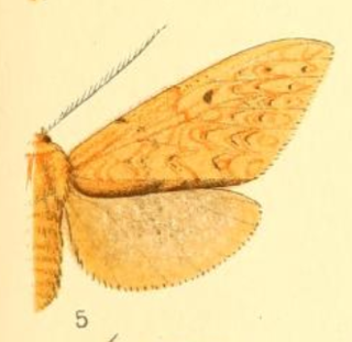 <i>Lophocampa margona</i>