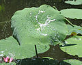 'Mrs. Perry D. Slocum' Water splashing on a leaf