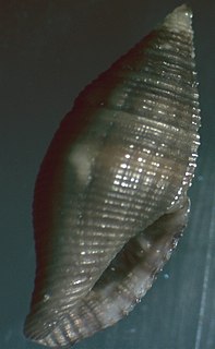 <i>Lovellona</i> Genus of gastropods