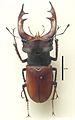 Lucanus cervus