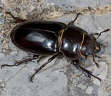 Lucanus barbarossa hembra.jpg