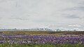 Lupinus view on the way from Farlie to Lake Tekap. South Island - New Zealand.