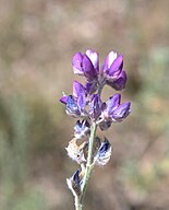 Alpine lupine (Lupinus argenteus) flowers close