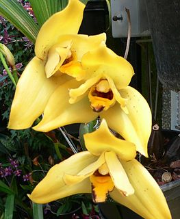 Grex (horticulture) Hybrids of orchids