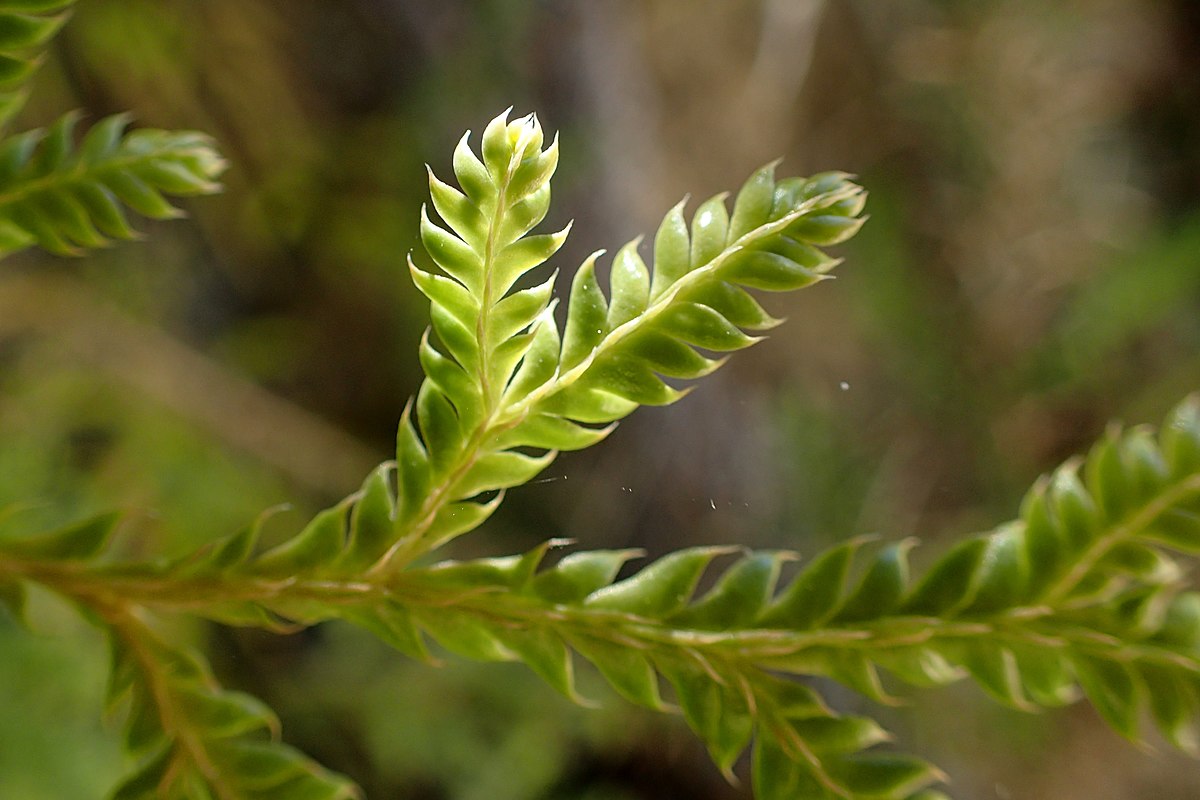 Lycopodium para que sirve