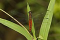 Lyriothemis acigastra male in Kadavoor.jpg