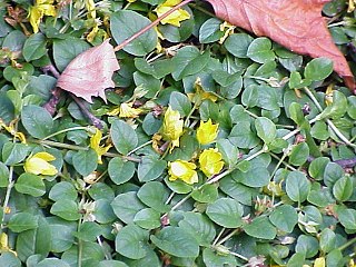 <i>Lysimachia nummularia</i> Species of flowering plant in the primrose family Primulaceae
