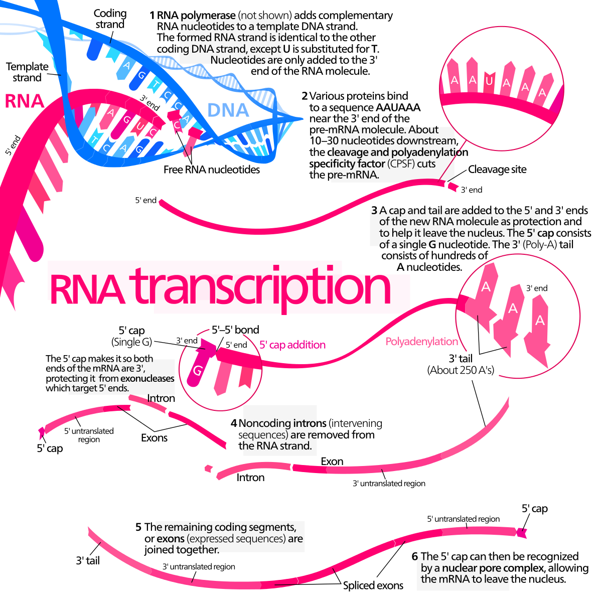 Transcription Biology Wikipedia