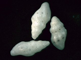 <i>Macteola theskela</i> Species of gastropod