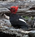 Thumbnail for File:Magellanic Woodpecker01 (Campephilus magellanicus).jpg