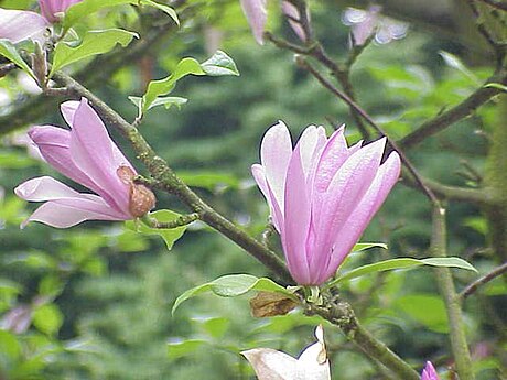 File:Magnolia liliiflora5.jpg