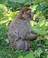 Magot, Berberaffe (Macaca sylvanus), Tiergarten Nürnberg