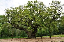 The Major Oak, Sherwood Forest Major Oak (9494).jpg