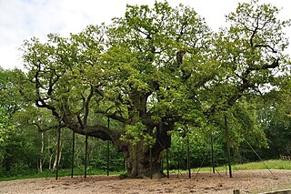 <span class="mw-page-title-main">Major Oak</span> Tree in Sherwood Forest, Nottinghamshire