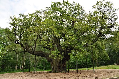 How to get to Major Oak with public transport- About the place