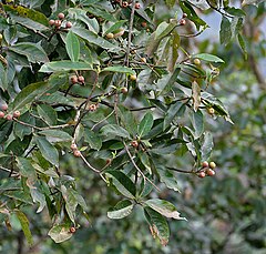 Makrisal (Schima wallichii) leaves & fruit at Samsing, Duars, West Bengal W IMG 5964.jpg