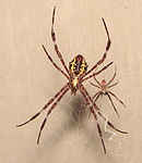 Fêmea adulta (esquerda, vista ventral) e macho adulto (direita, vista dorsal) da aranha da espécie Argiope appensa, exibindo diferenças sexuais típicas em aranhas, com machos dramaticamente menores