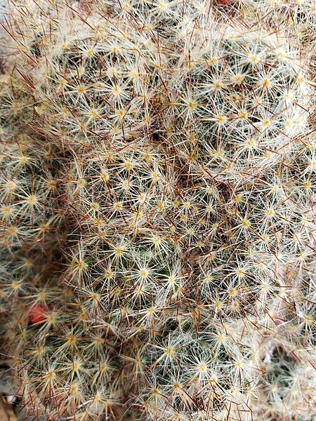 File:Mammillaria prolifera spines.jpg