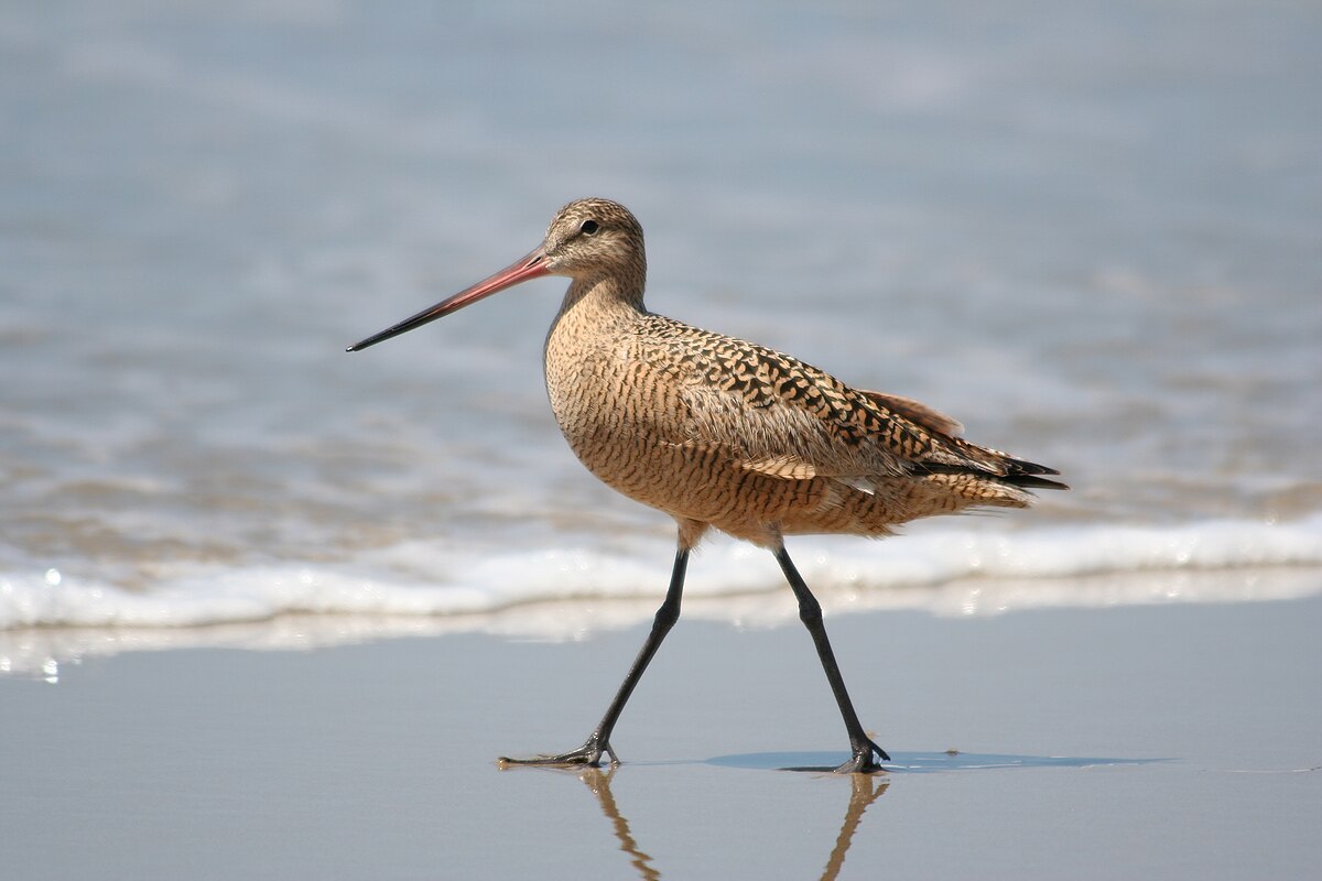 Image result for godwit bird