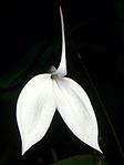 Masdevallia coccinea var. 
 alba Orchi 001. jpg